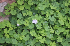 Oxalis incarnata