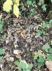 Thamnophis sirtalis concinnus