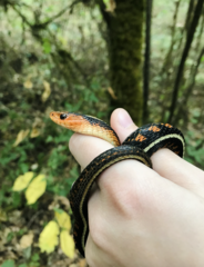Thamnophis sirtalis concinnus