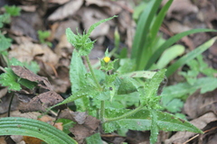 Helminthotheca echioides