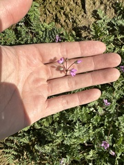 Erodium cicutarium