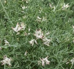 Fumaria parviflora