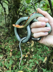 Thamnophis sirtalis concinnus