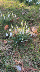 Galanthus nivalis