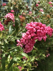 Arachnothryx leucophylla