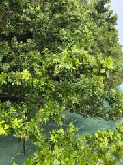 Calophyllum inophyllum