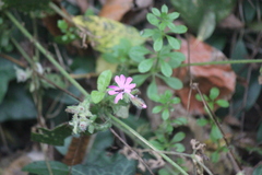 Silene dioica