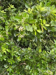 Calophyllum inophyllum