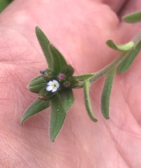 Buglossoides arvensis
