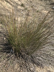 Macrochloa tenacissima