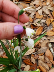 Leucojum vernum