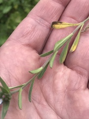 Buglossoides arvensis
