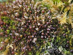 Tortula protobryoides