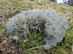 Cladonia ciliata