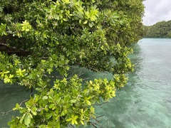 Calophyllum inophyllum