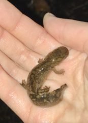 Dicamptodon tenebrosus