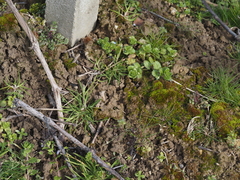 Tortula protobryoides