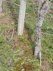 Tortula protobryoides