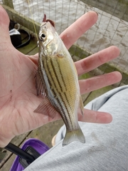 Morone mississippiensis