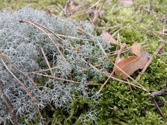 Cladonia ciliata