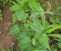 Pentarrhinum insipidum