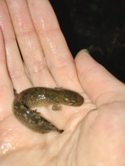 Dicamptodon tenebrosus