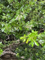 Calophyllum inophyllum