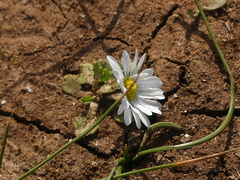 Bellis annua