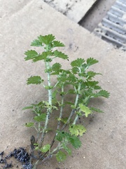 Urtica chamaedryoides