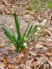Leucojum vernum