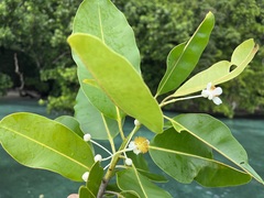 Calophyllum inophyllum