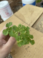 Urtica chamaedryoides