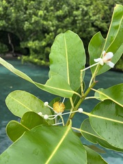 Calophyllum inophyllum