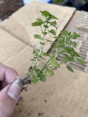 Urtica chamaedryoides