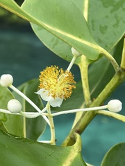 Calophyllum inophyllum