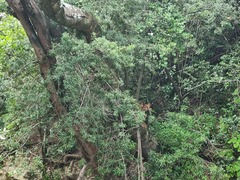 Podocarpus latifolius