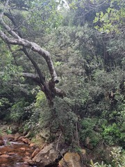 Podocarpus latifolius