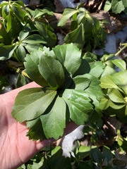 Pachysandra terminalis