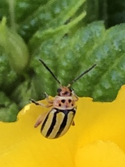 Disonycha spilotrachela