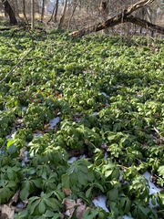 Pachysandra terminalis