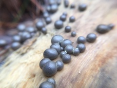 Lycogala flavofuscum