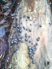 Lycogala flavofuscum