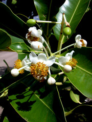 Calophyllum inophyllum