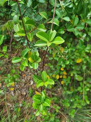 Cryptolepis cryptolepioides