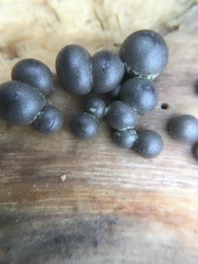 Lycogala flavofuscum