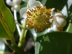 Calophyllum inophyllum