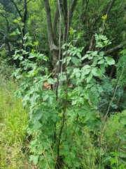 Heteromorpha arborescens abyssinica