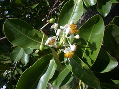 Calophyllum inophyllum
