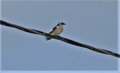 Tachycineta albiventer