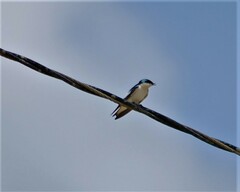 Tachycineta albiventer